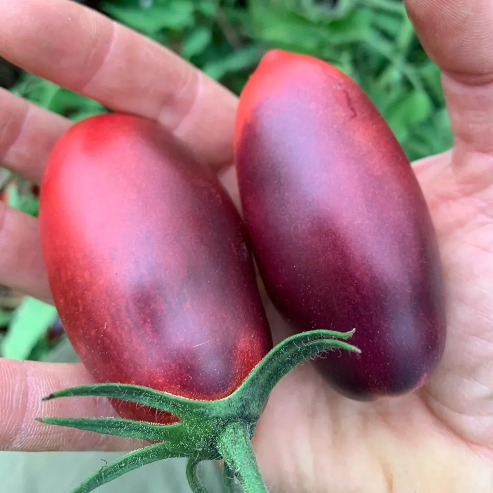 les-semences-de-l-ombelle-tomate-slivka-gurman-bio-graines-potag-res image 1