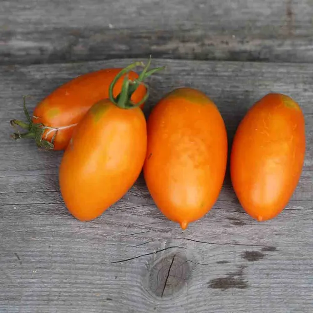 ferme-de-sainte-marthe-tomate-orange-banana-graines-bio image 1