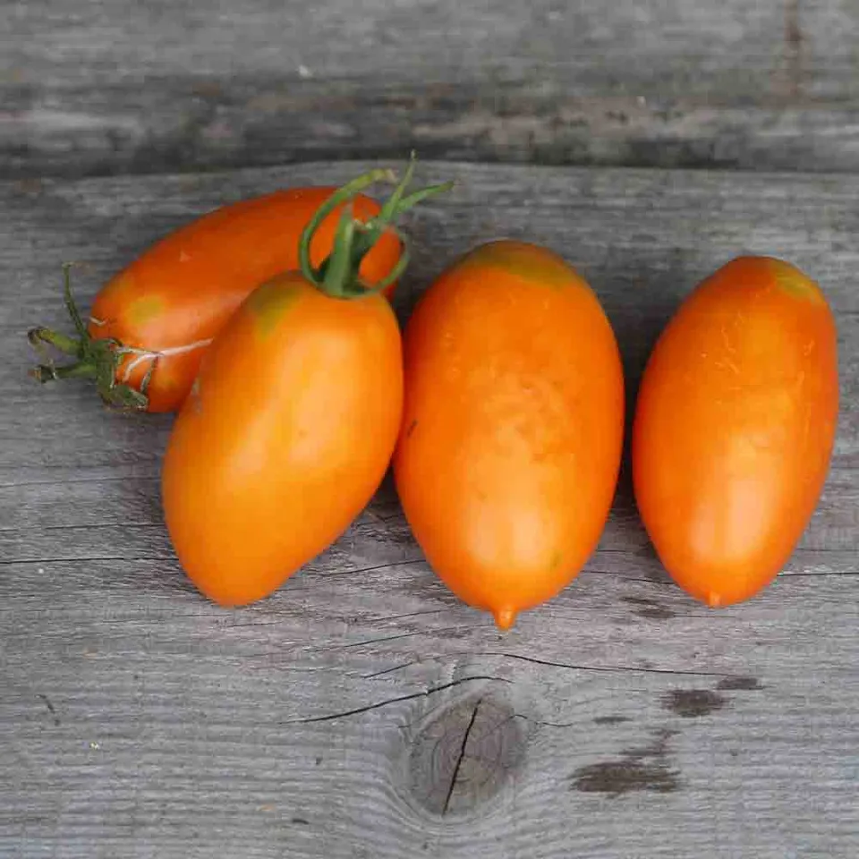 ferme-de-sainte-marthe-tomate-orange-banana-graines-bio image 1