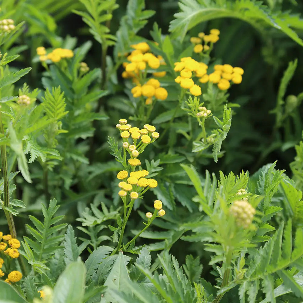 ferme-de-sainte-marthe-tanaisie-graines-fleurs-bio-vivace-jaune image 1