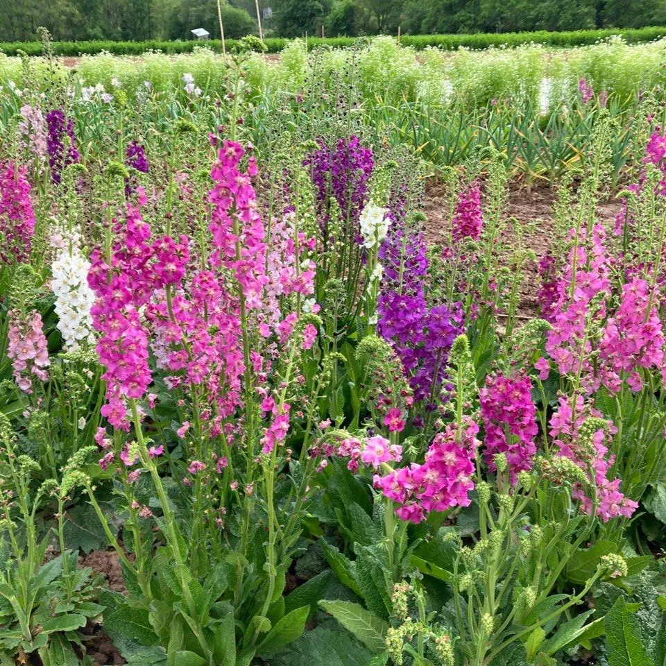 les-semences-de-l-ombelle-mol-ne-de-ph-nicie-graines-de-fleurs image 1