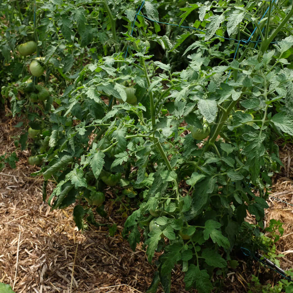la-bo-te-graines-tomate-ananas-noire-graines-l-gumes-bio-mi-saison image 3