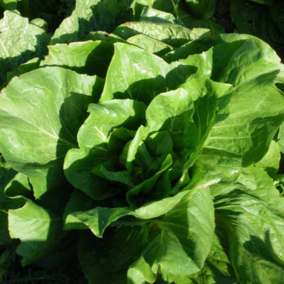 la-bo-te-graines-graines-l-gumes-chicor-e-pain-de-sucre-bio image 5