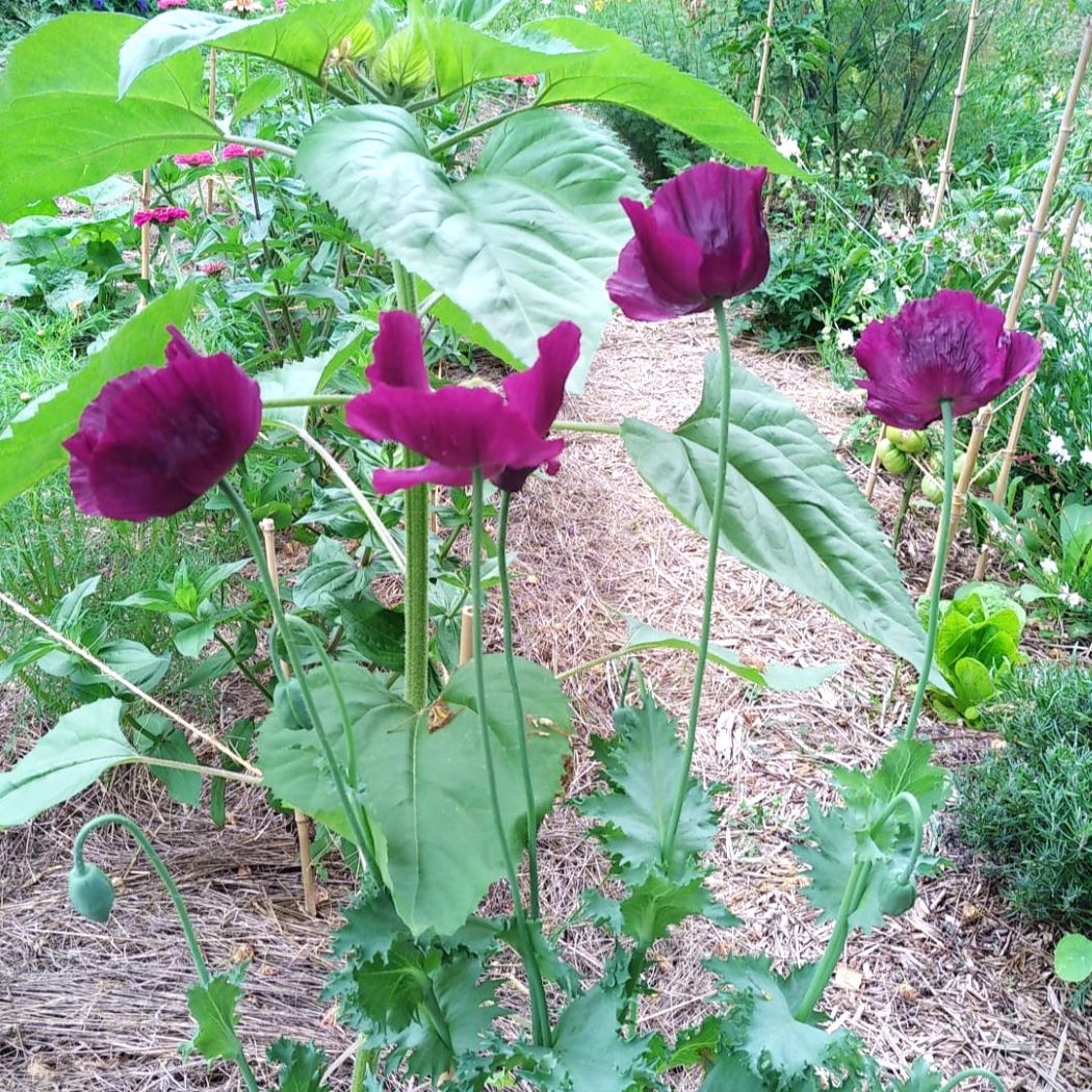 les-semences-de-l-ombelle-pavot-lauren-s-grape-bio-graines-fleurs-violet image 2