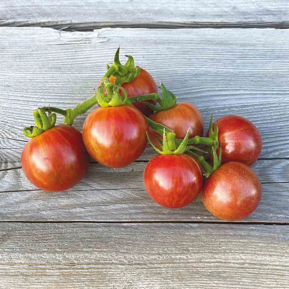 ferme-de-sainte-marthe-tomate-artisan-purple-bumble-bee-ab-graines image 1