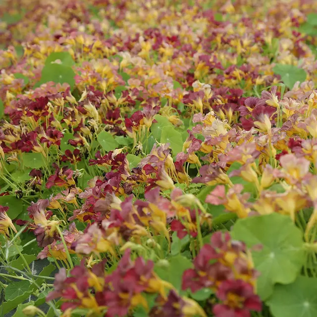 ferme-de-sainte-marthe-capucine-purple-emperor-graines-fleurs-bio image 1