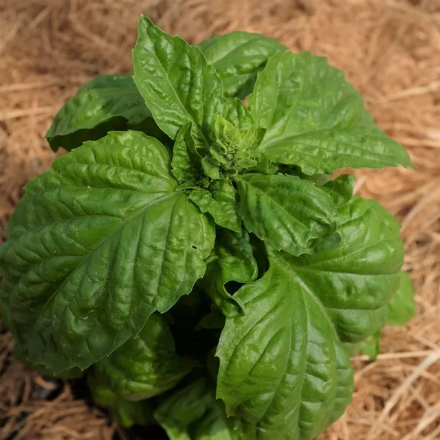 la-bo-te-graines-graines-aromatiques-basilic-mammouth-bio-graines image 1
