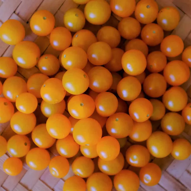 la-bo-te-graines-tomate-groseille-yellow-currant-bio-graines-jaune image 1