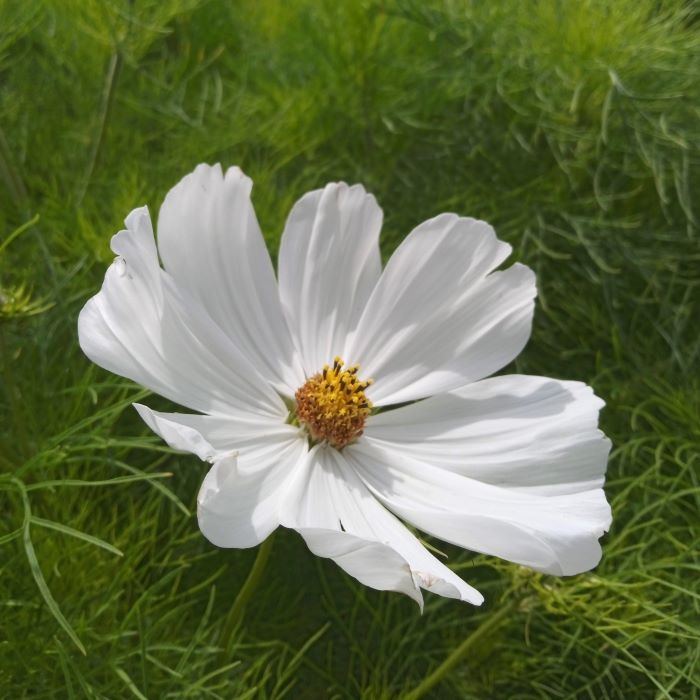 les-semences-de-l-ombelle-cosmos-blanc-pur-graines-de-fleurs-bio image 1