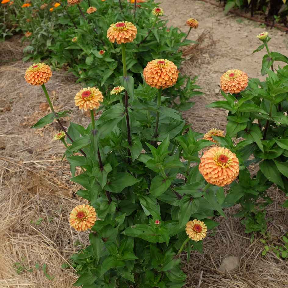 la-bo-te-graines-zinnia-queeny-mix-bio-graines-fleurs-doubles image 3