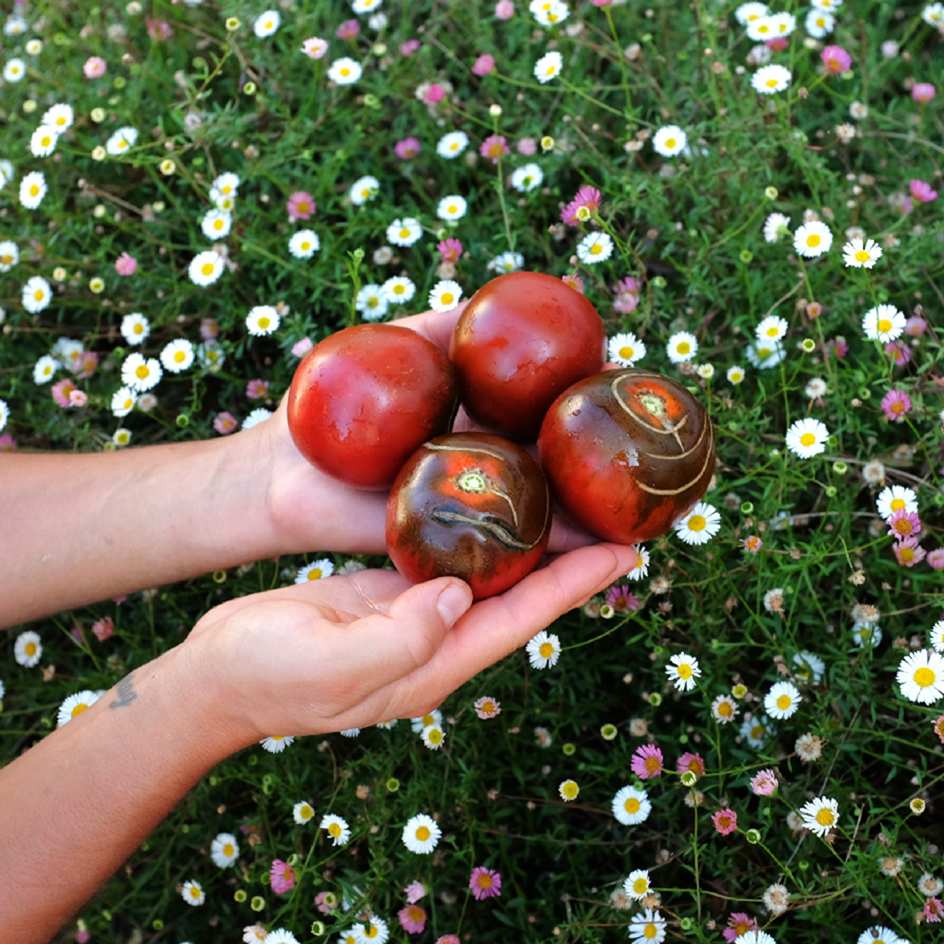 la-bo-te-graines-tomate-de-barao-black-bio-graines-salade image 2