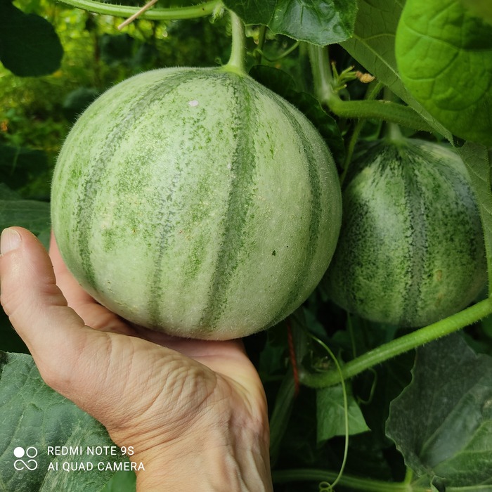 les-semences-de-l-ombelle-melon-charentais-cantaloup-vedrantais-bio-graines image 2