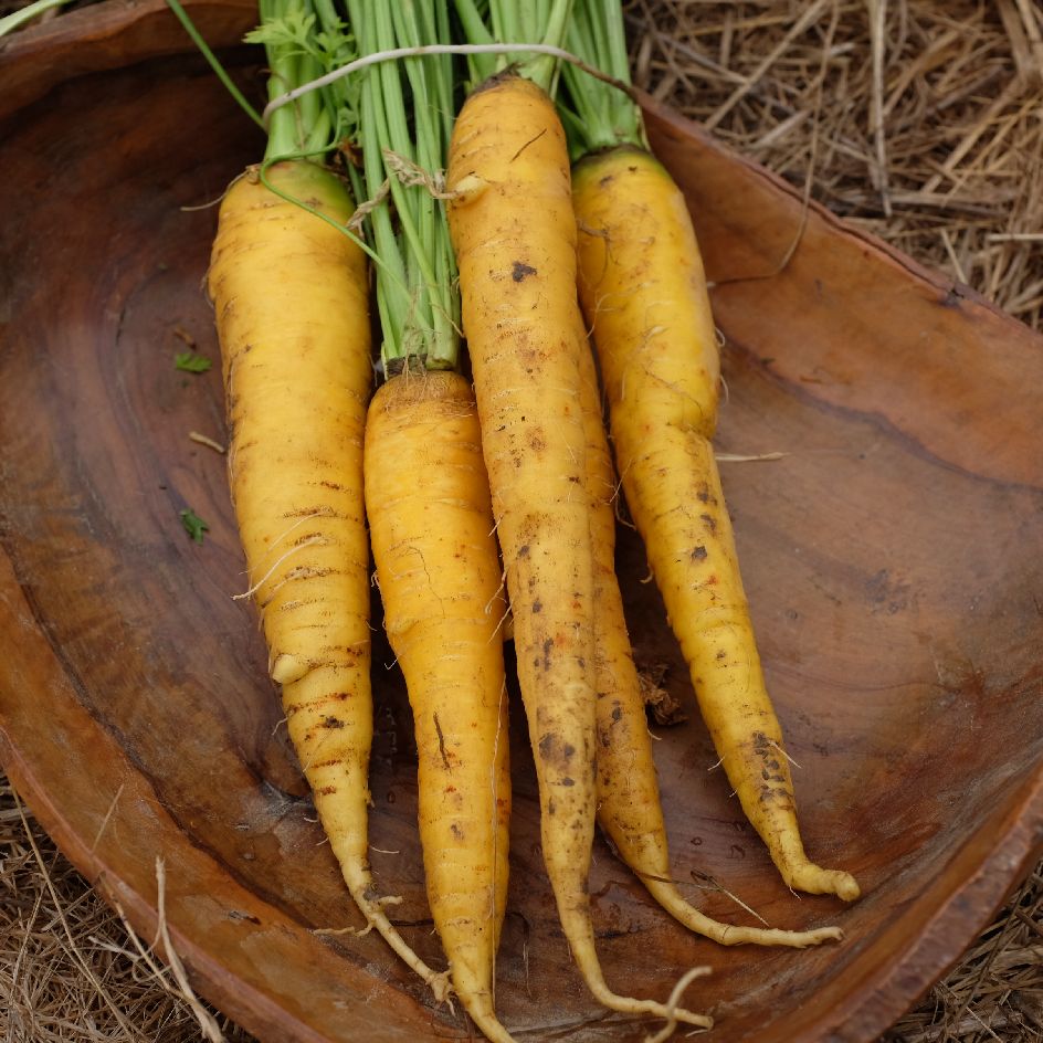 la-bo-te-graines-carotte-jaune-du-doubs-bio-graines-potag-res image 3