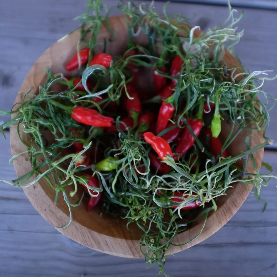 la-bo-te-graines-piment-mutant-variegata-bio-graines-l-gumes image 1