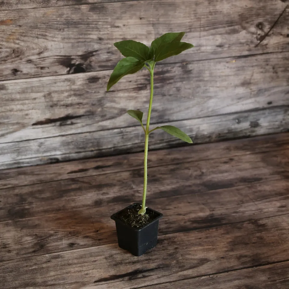 ferme-de-sainte-marthe-taiyo-plant-tournesol-bio-1-80-m image 1