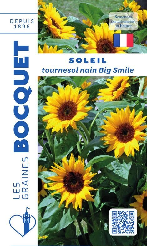 graines-bocquet-tournesol-nain-big-smile-graines-fleurs-3-g image 1