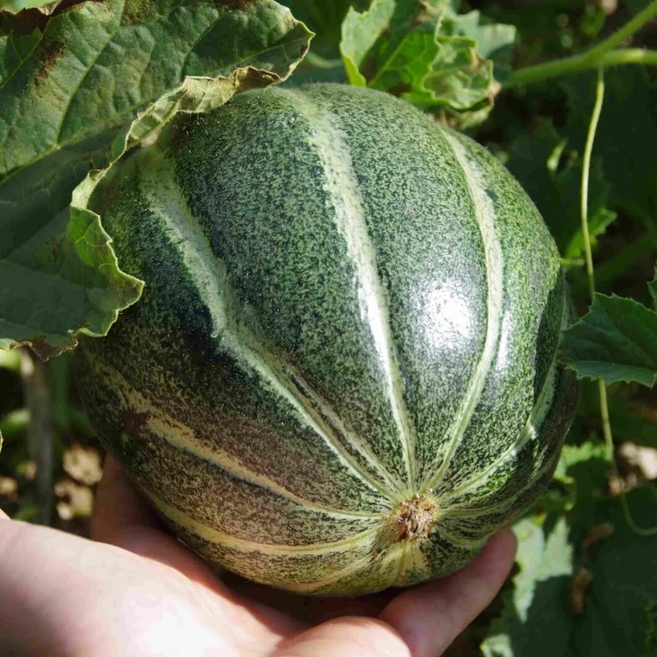 les-semences-de-l-ombelle-melon-ogen-bio-graines-potag-res-sucr image 1