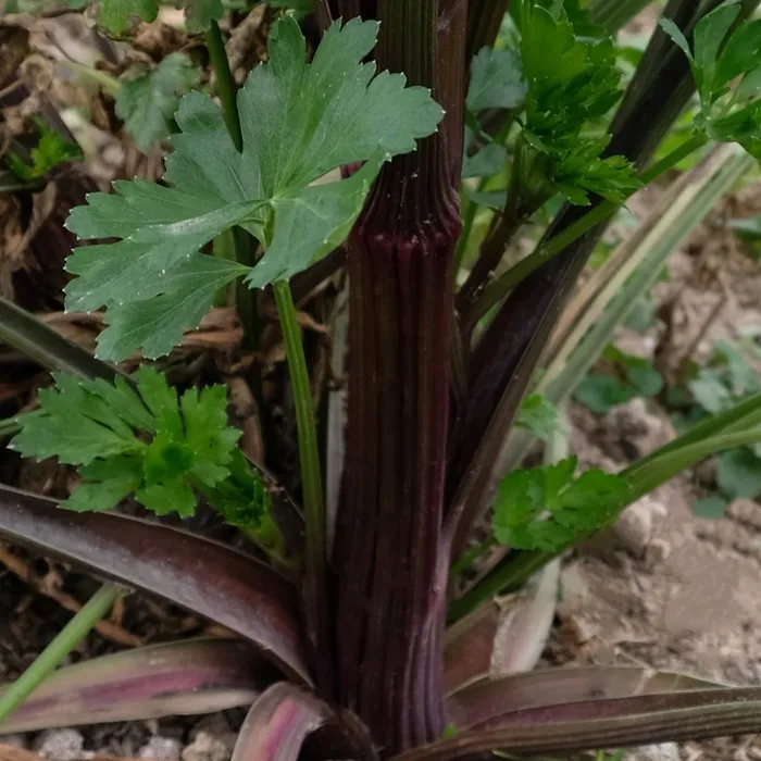 les-semences-de-l-ombelle-violet-de-touraine-graines-c-leri-bio image 1