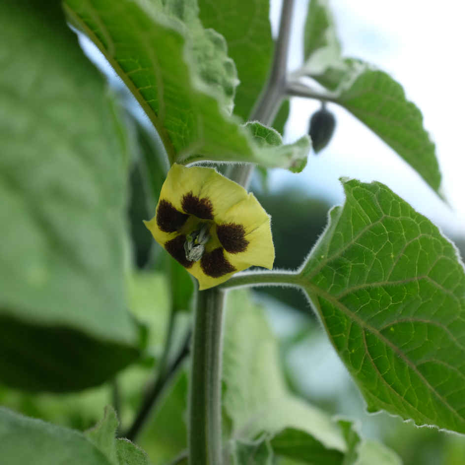 la-bo-te-graines-physalis-peruviana-graines-l-gumes-bio image 4