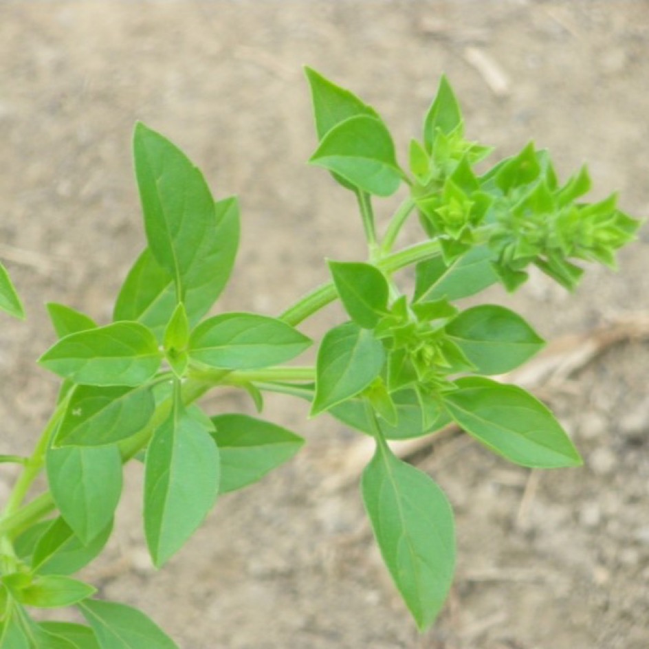 la-bo-te-graines-basilic-fin-vert-bio-graines-aromatiques-pot image 1