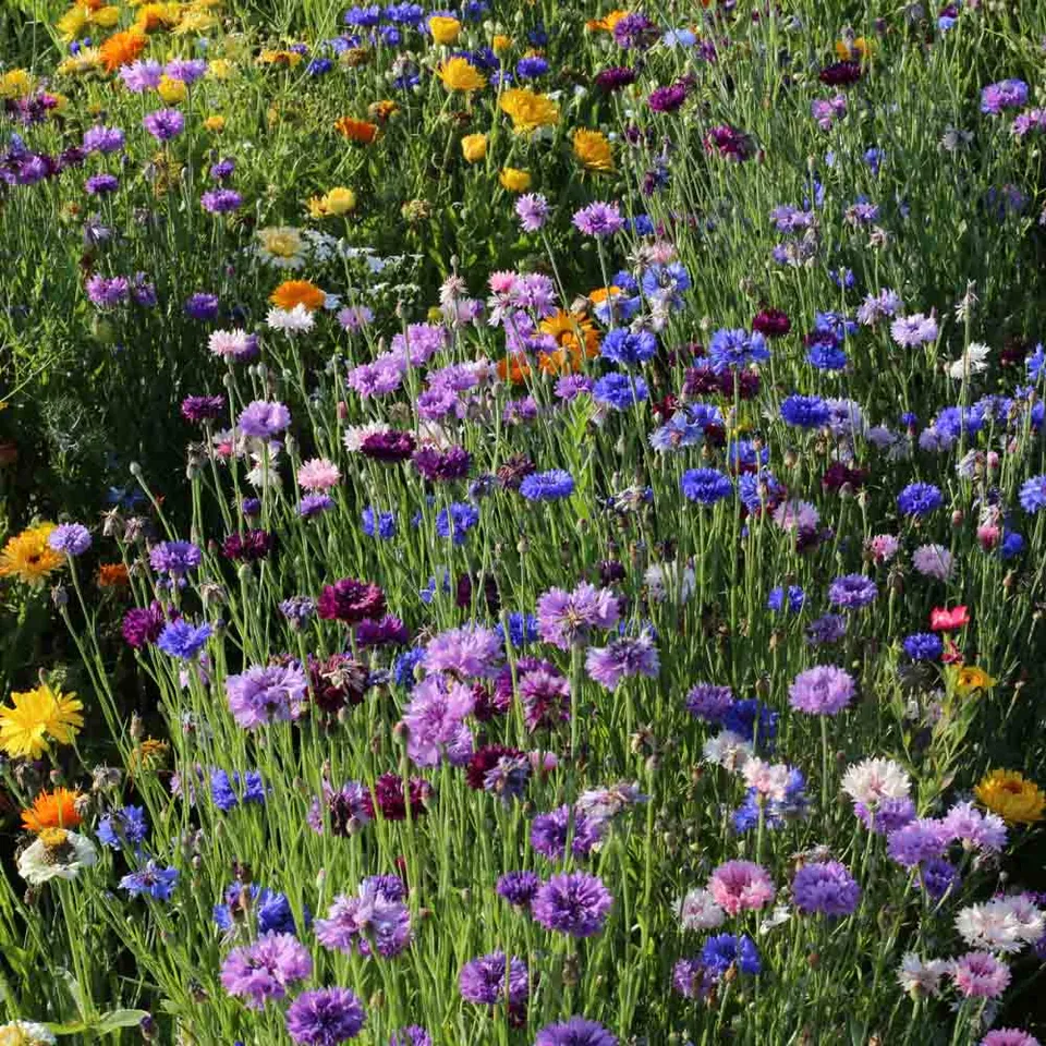 ferme-de-sainte-marthe-pied-de-murs-m-lange-fleuri-non-trait image 1