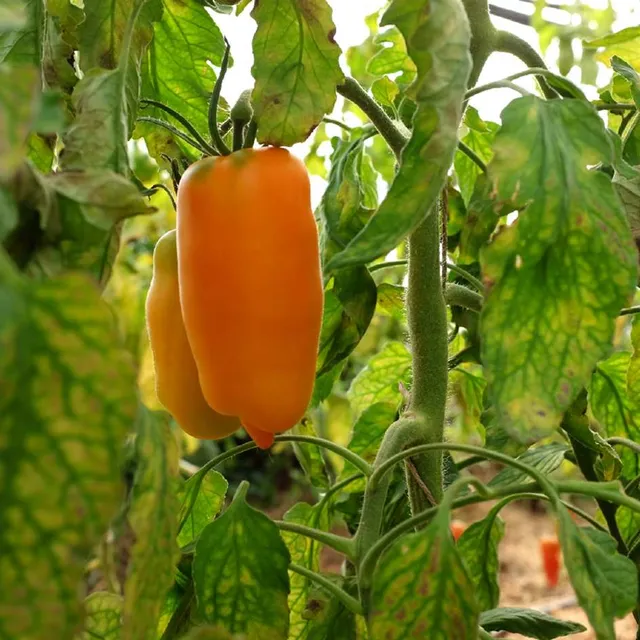 la-bo-te-graines-tomate-opalka-orange-graines-bio-allong-e image 1