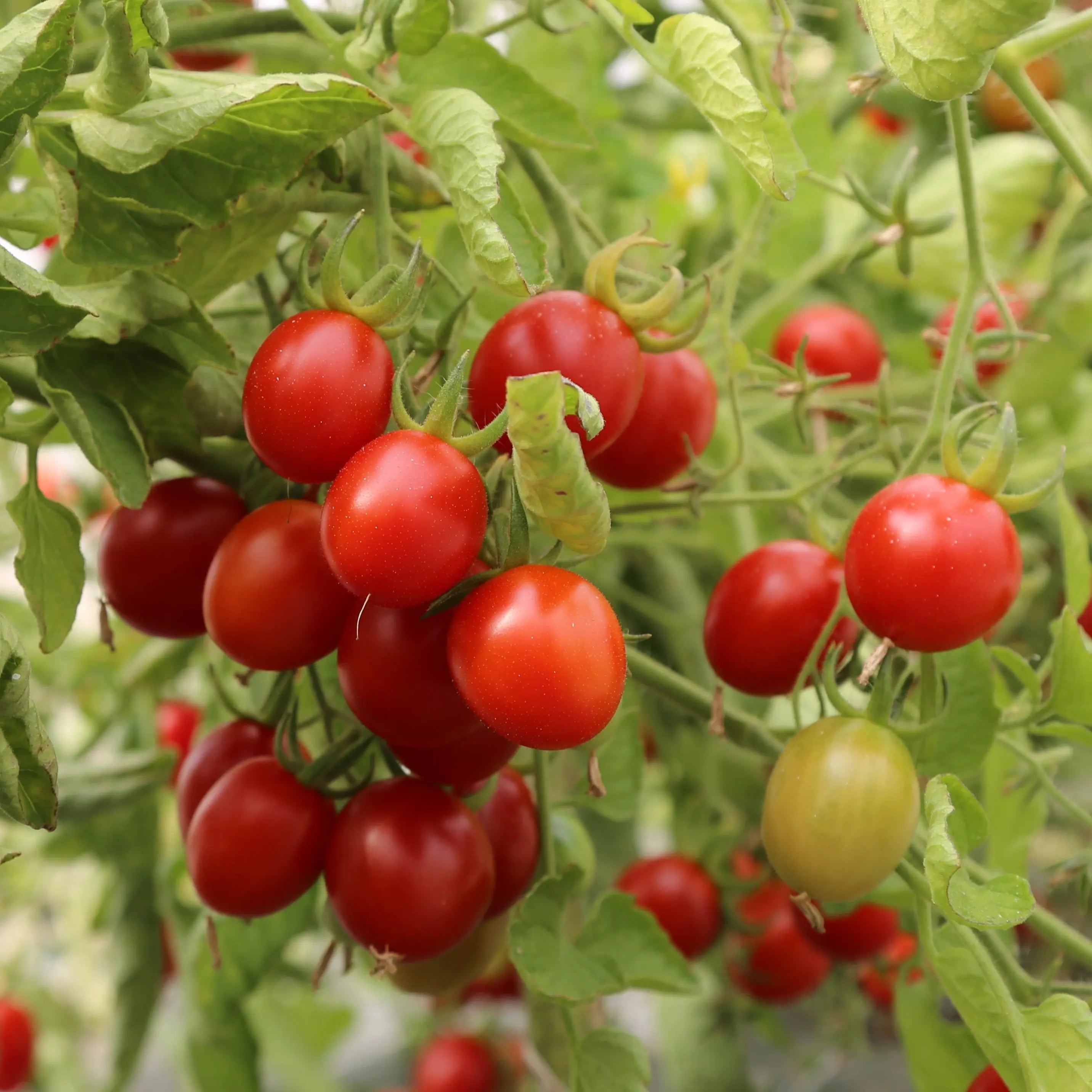 ferme-de-sainte-marthe-grappoli-d-inverno-ab-graines-tomate-cerise image 3
