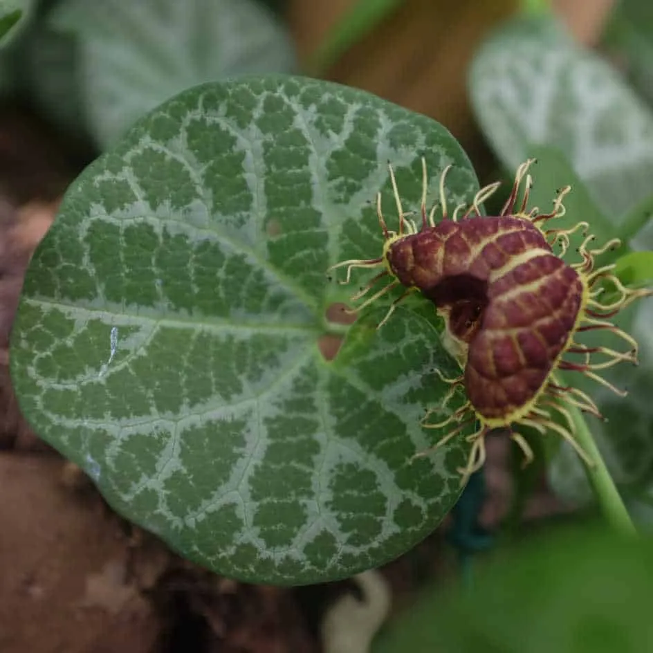 la-bo-te-graines-aristolochia-fimbriata-graines-bio-pot image 1