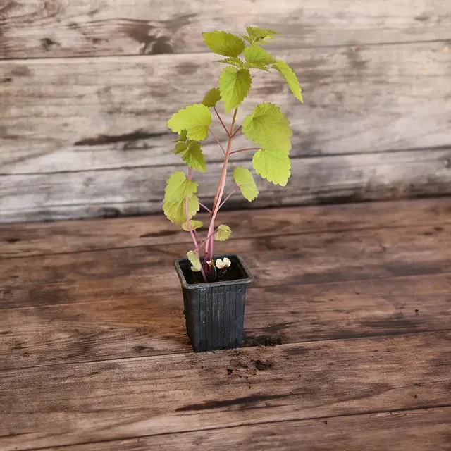 ferme-de-sainte-marthe-agastache-plant-bio-vivace image 1