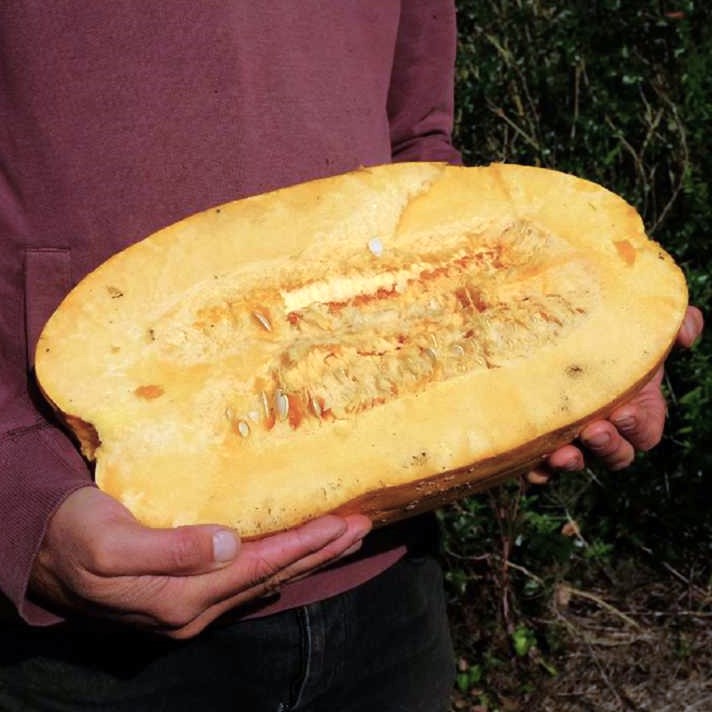 la-bo-te-graines-graines-l-gumes-sucrine-de-champtoceaux-courge-bio image 2