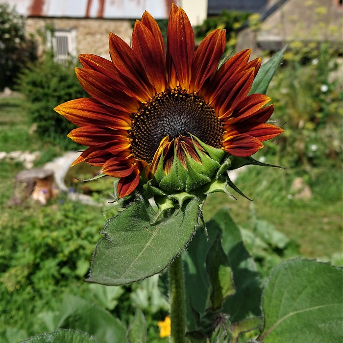 les-semences-de-l-ombelle-tournesol-en-m-lange-graines-bio-fleurs image 4