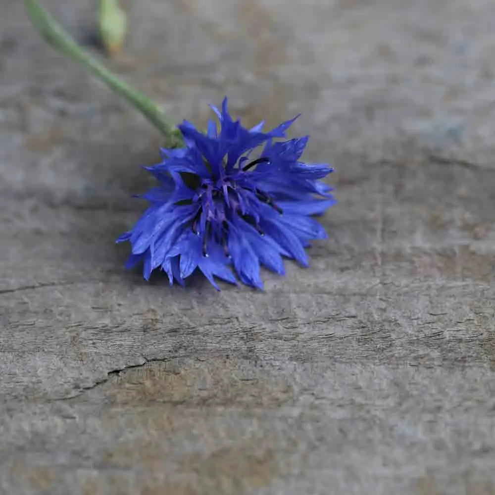 ferme-de-sainte-marthe-bleuet-ab-graines-de-fleurs-sachet-bio-mellif-re image 1