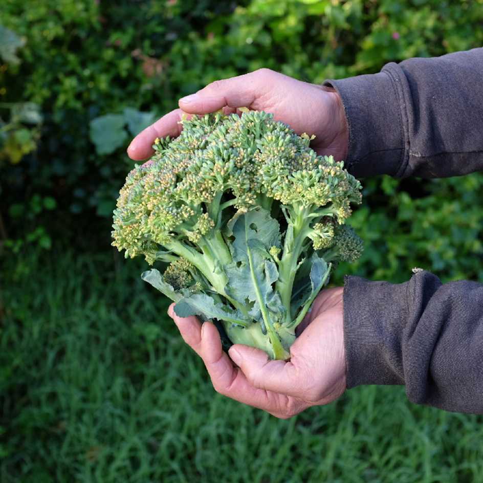 la-bo-te-graines-graines-l-gumes-chou-brocolis-ramoso-calabrese-bio-pr-coce image 1