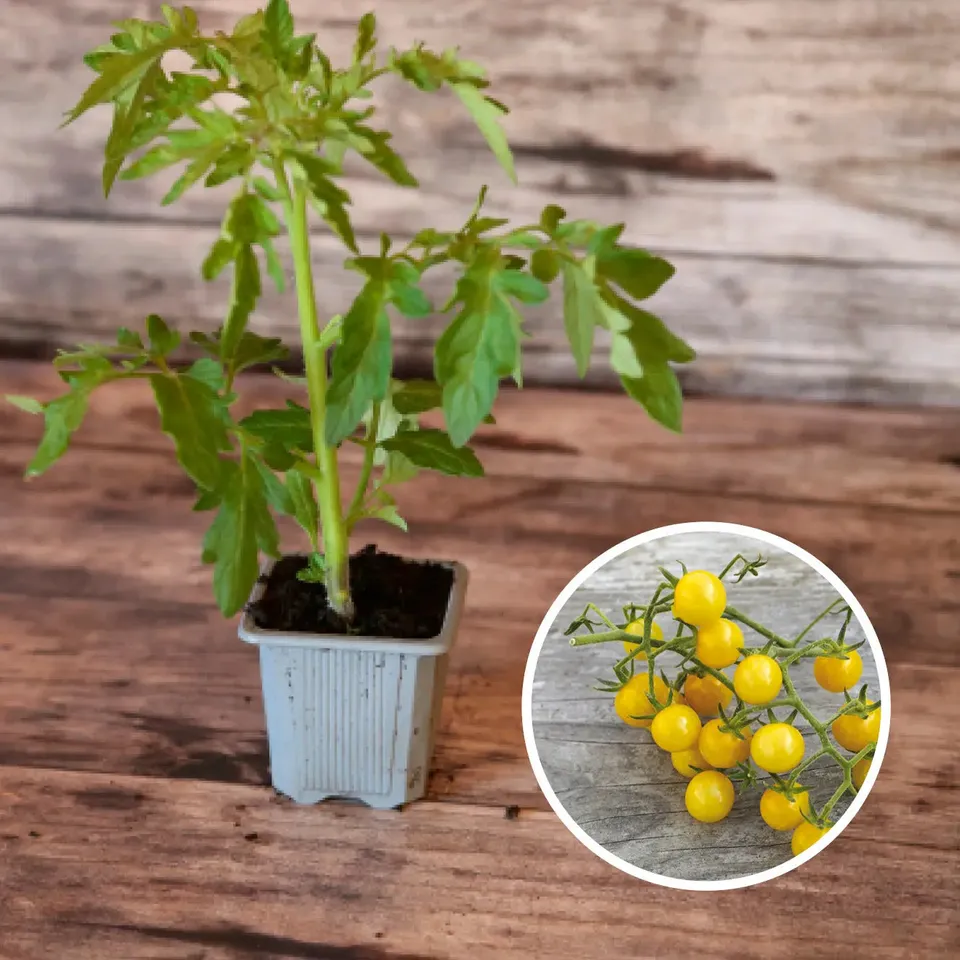 ferme-de-sainte-marthe-plants-bio-tomate-bulle-plant-bio-sucr image 1