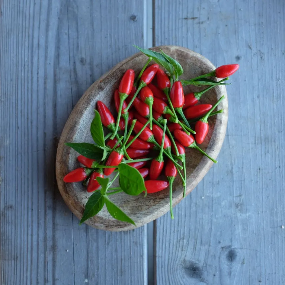 la-bo-te-graines-graines-l-gumes-piment-oiseau-bio-graines-fort image 1