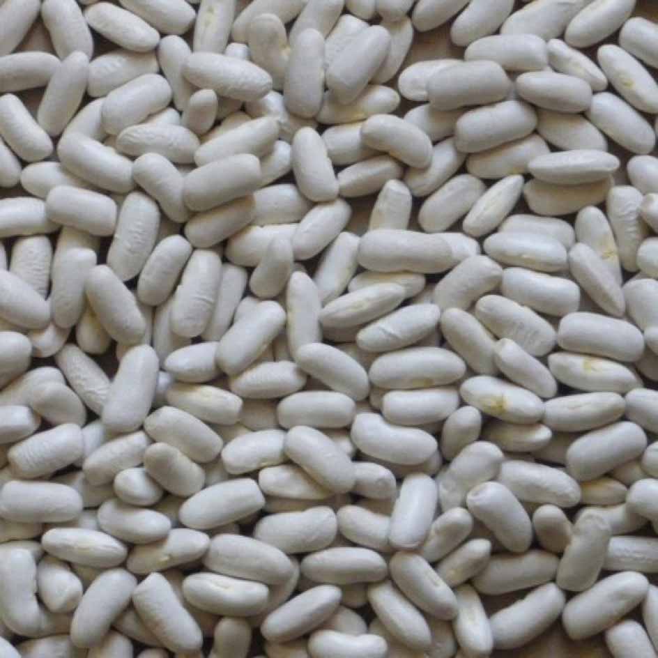 la-bo-te-graines-haricot-lingot-mogette-bio-graines-l-gumes image 1