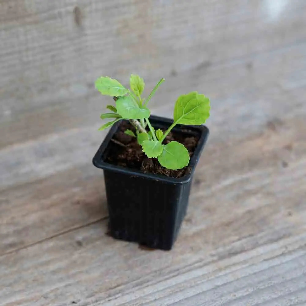 ferme-de-sainte-marthe-chou-daubenton-plant-bio-perp-tuel image 1
