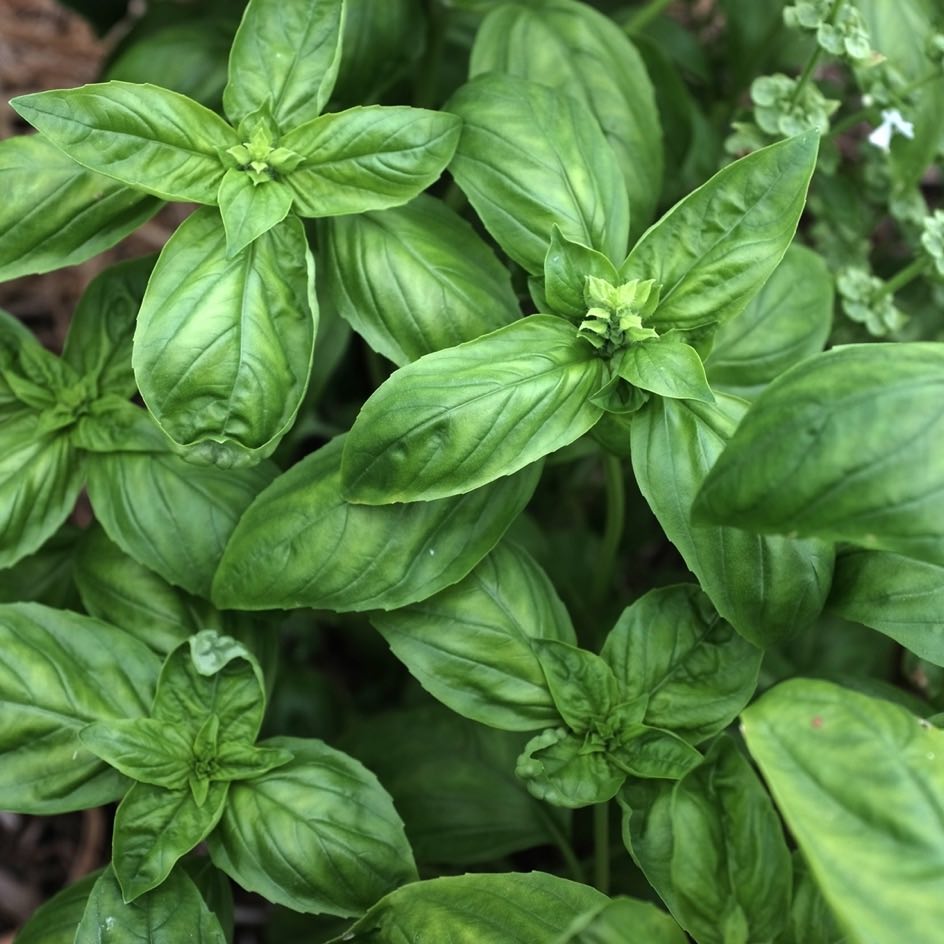 la-bo-te-graines-basilic-grand-vert-graines-bio-pesto image 1