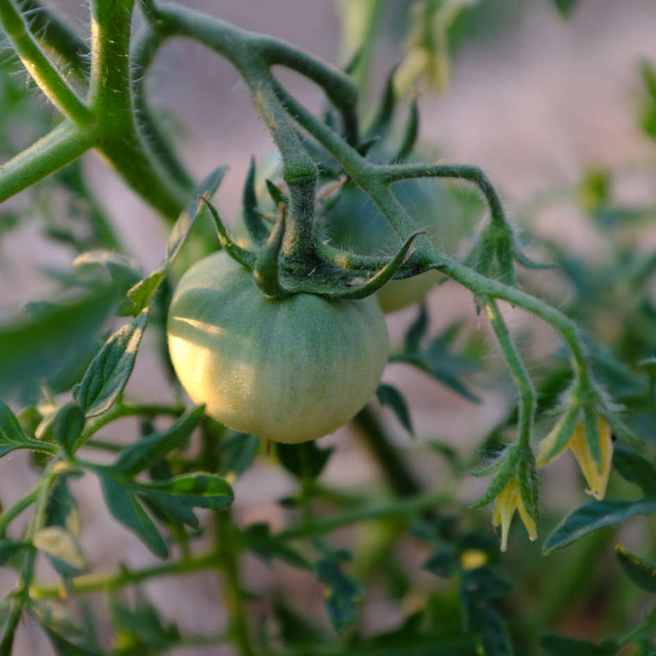 la-bo-te-graines-tomate-silvery-fir-tree-bio-graines-pr-coce image 2
