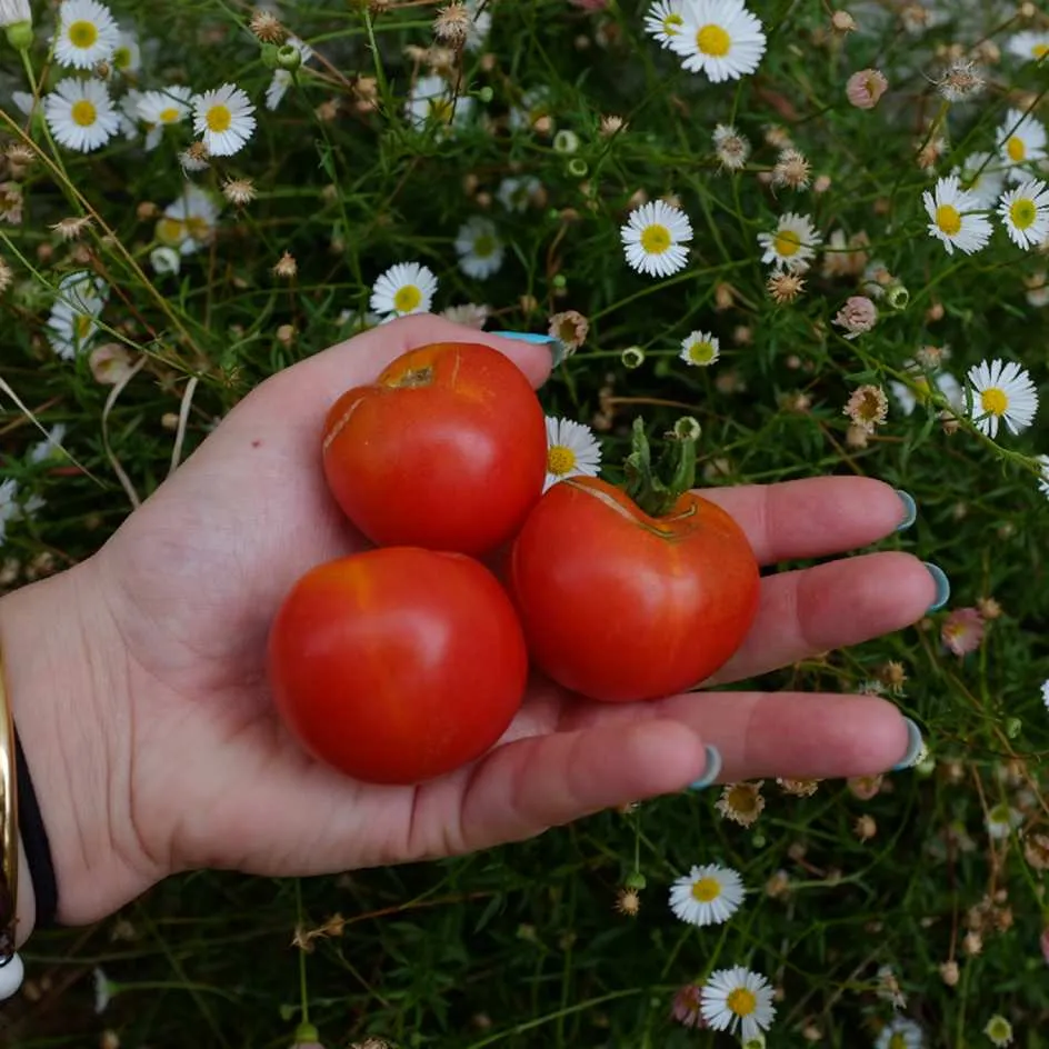 la-bo-te-graines-tomate-stick-graines-bio-cocktail image 1
