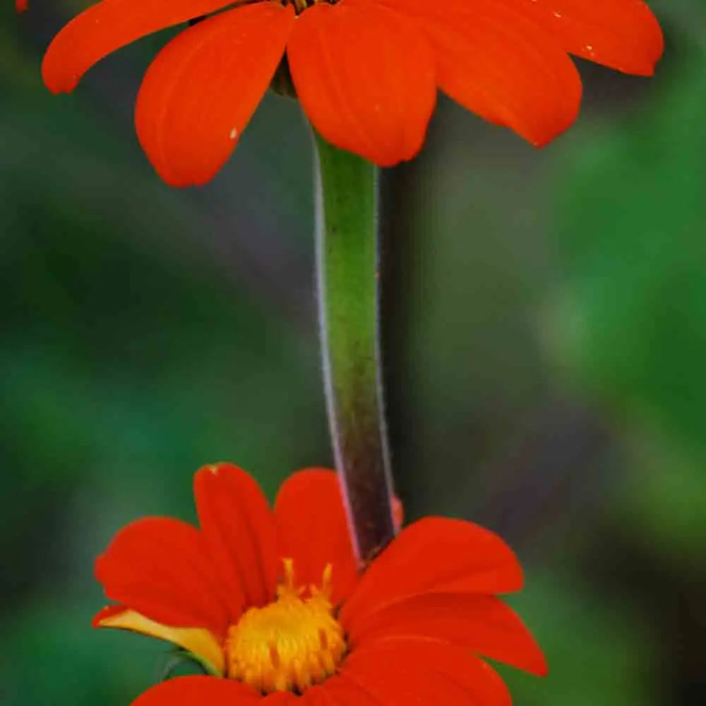 ferme-de-sainte-marthe-soleil-du-mexique-graines-fleurs-bio-annuelles image 1
