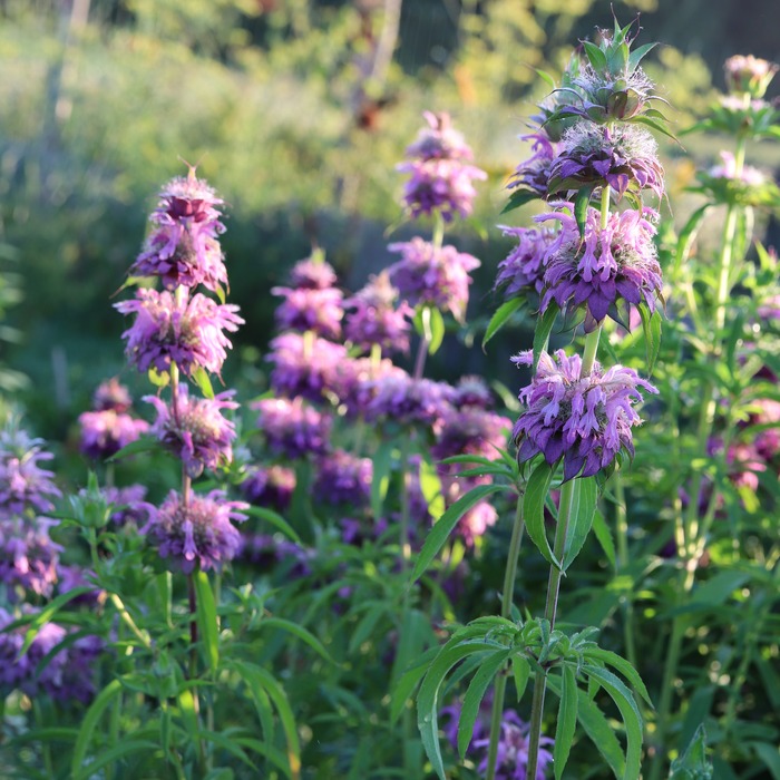 les-semences-de-l-ombelle-monarde-citron-graines-aromatiques-bio image 2