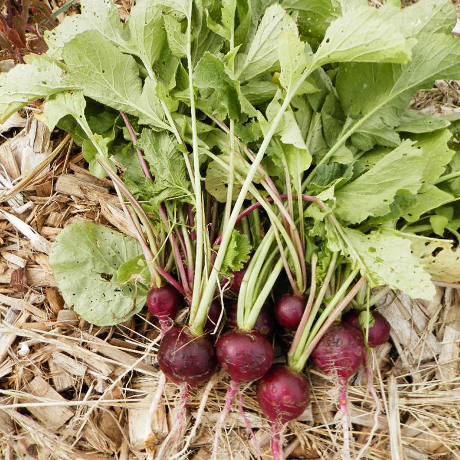 la-bo-te-graines-radis-malaga-bio-graines-radis-violet-rond image 1