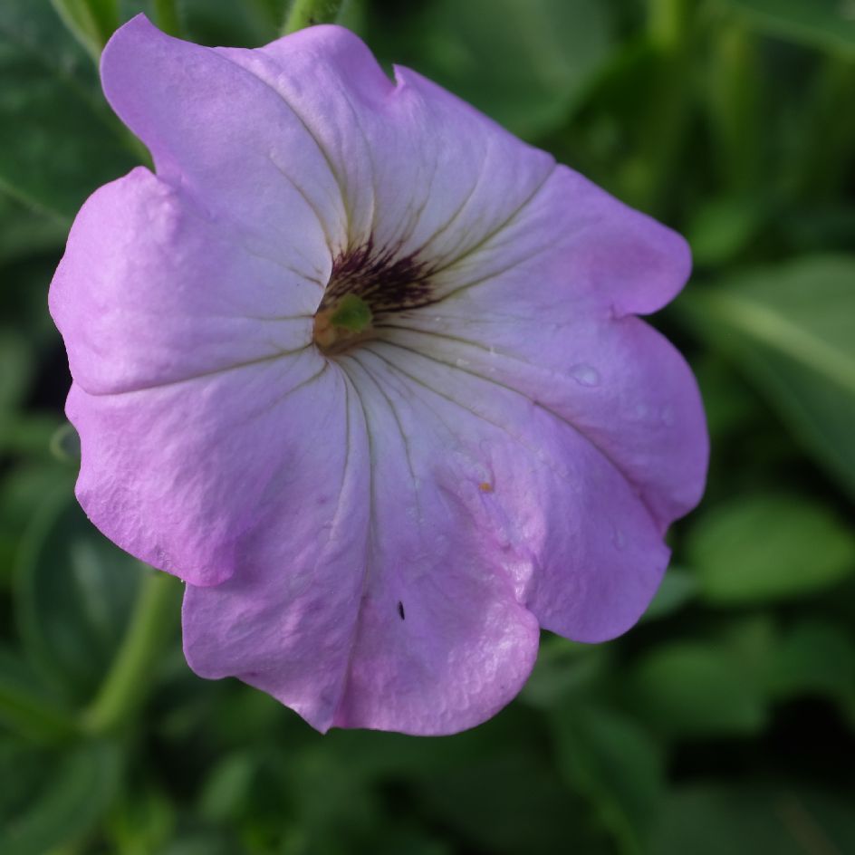 la-bo-te-graines-petunia-integrifolia-bio-graines-fleurs image 3