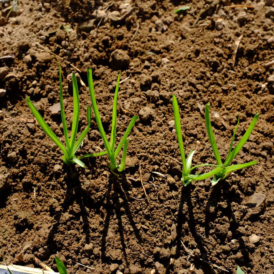 la-bo-te-graines-graines-l-gumes-salsifis-blanc-mammouth-bio image 4