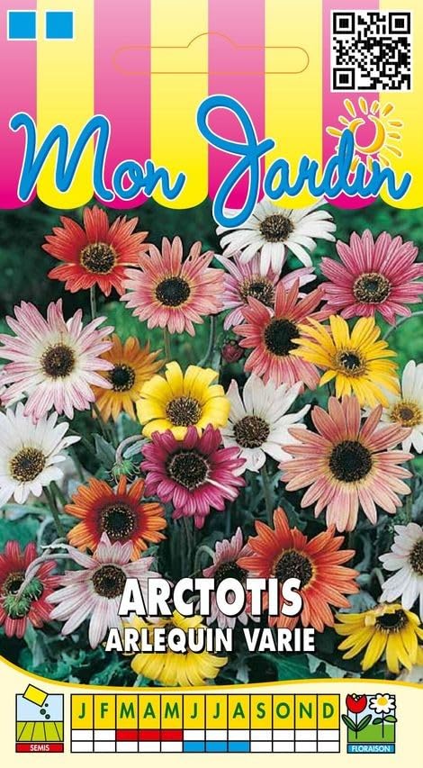 graines-bocquet-arctotis-arlequin-vari-graines-fleurs-0-3-g-soleil image 1