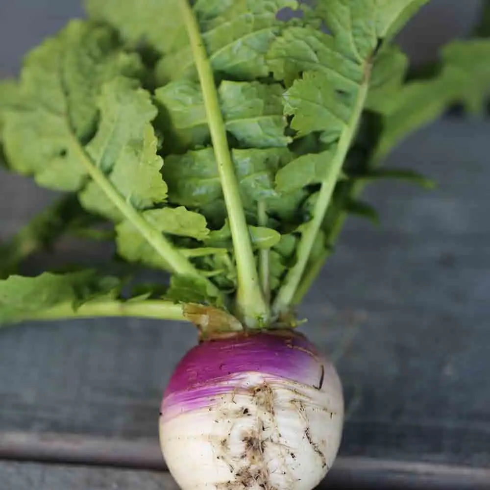 ferme-de-sainte-marthe-navet-blanc-globe-collet-violet-graines-bio image 1