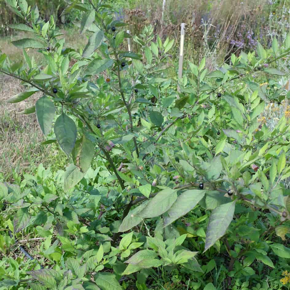 la-bo-te-graines-belladone-atropa-bio-graines-fleurs image 2