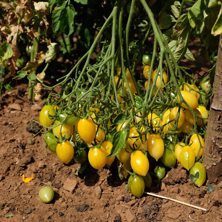 la-bo-te-graines-barry-s-crazy-cherry-graines-tomate-bio-jaune image 1