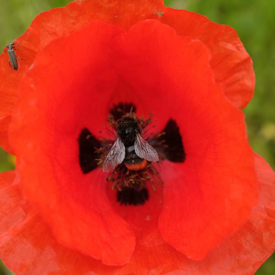 la-bo-te-graines-coquelicot-bio-graines-fleurs-rouges image 3
